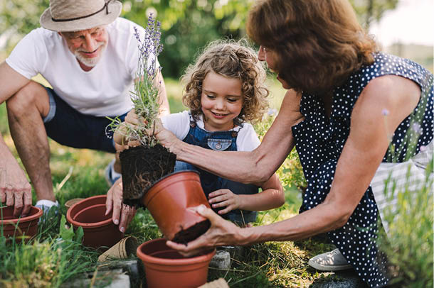 Senior grandparents and granddaughter gardening in the backyard garden. Man, woman and a small girl working.